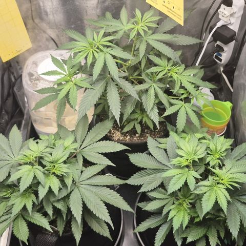 Power Flower growlog timeline photo