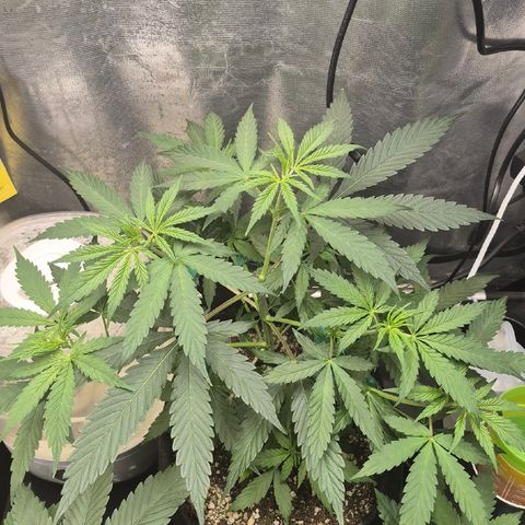 Power Flower growlog timeline photo