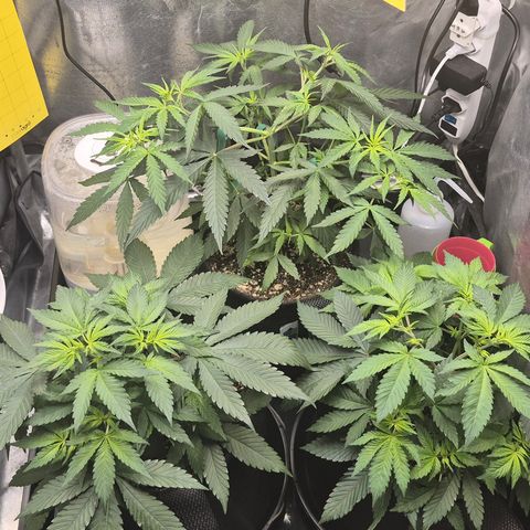 Power Flower growlog timeline photo