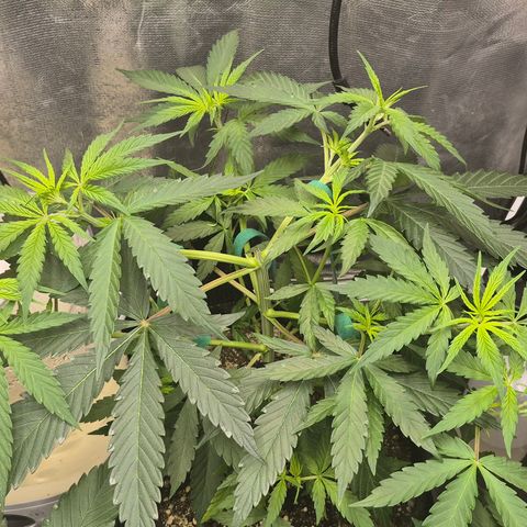 Power Flower growlog timeline photo
