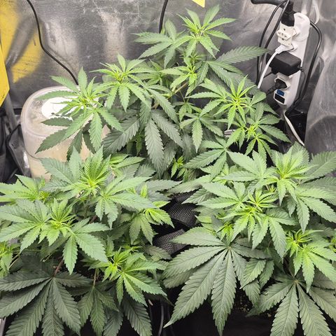 Power Flower growlog timeline photo
