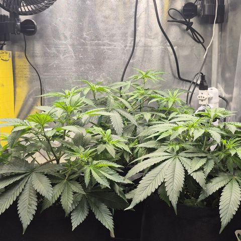 Power Flower growlog timeline photo