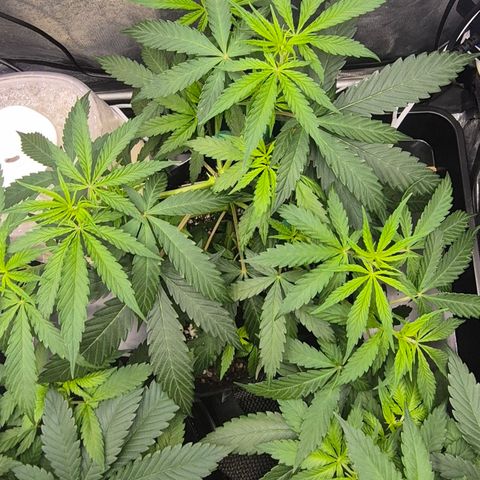 Power Flower growlog timeline photo