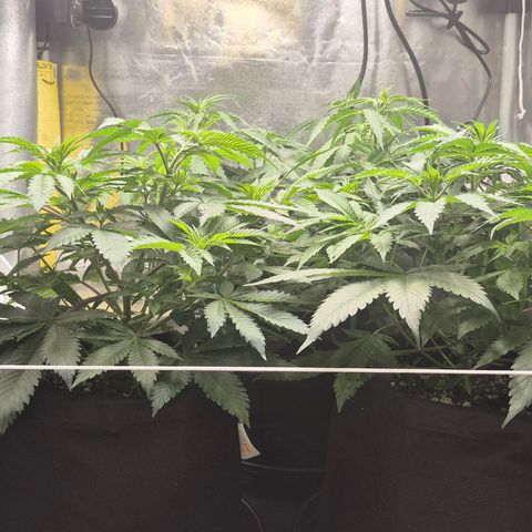 Power Flower growlog timeline photo