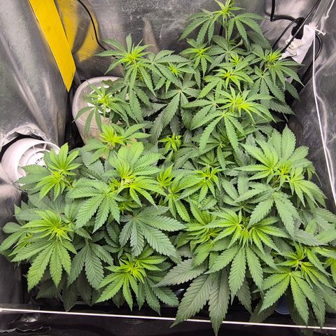 Power Flower growlog timeline photo