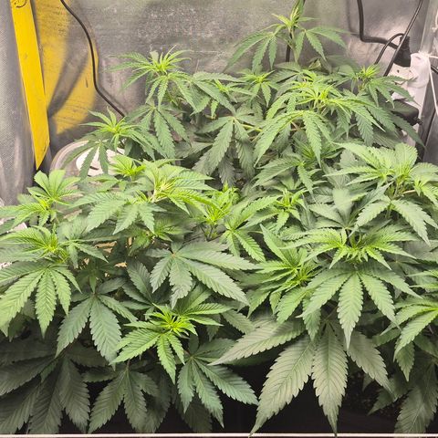 Power Flower growlog timeline photo