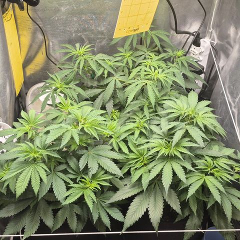 Power Flower growlog timeline photo