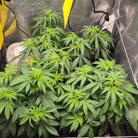 Power Flower growlog timeline photo