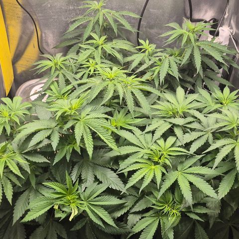 Power Flower growlog timeline photo