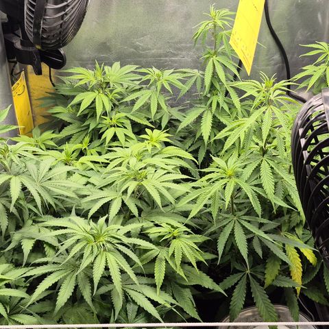 Power Flower growlog timeline photo