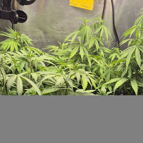 Power Flower growlog timeline photo