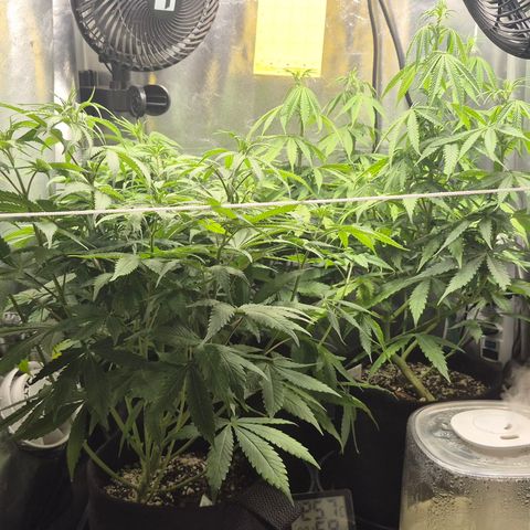 Power Flower growlog timeline photo