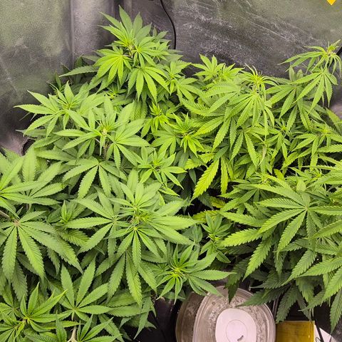 Power Flower growlog timeline photo