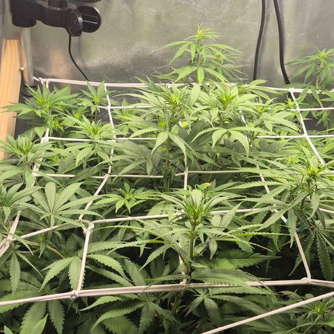 Power Flower growlog timeline photo