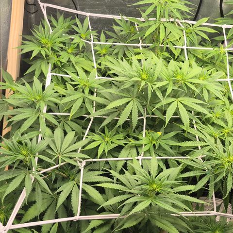 Power Flower growlog timeline photo