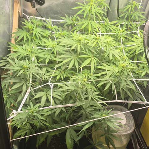 Power Flower growlog timeline photo