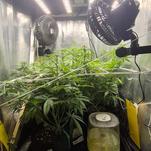 Power Flower growlog timeline photo