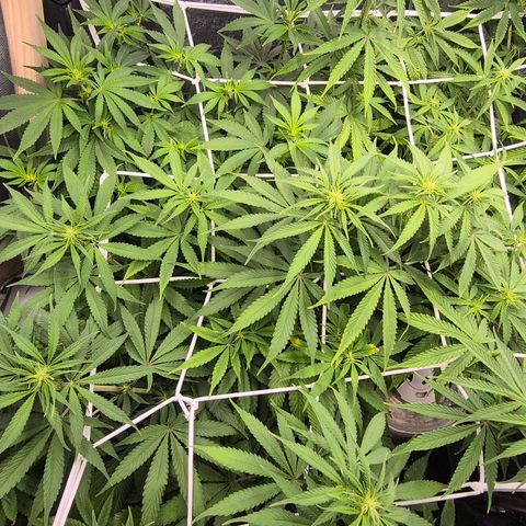 Power Flower growlog timeline photo