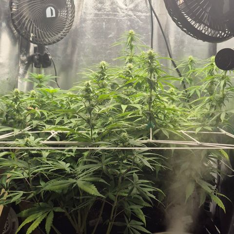 Power Flower growlog timeline photo