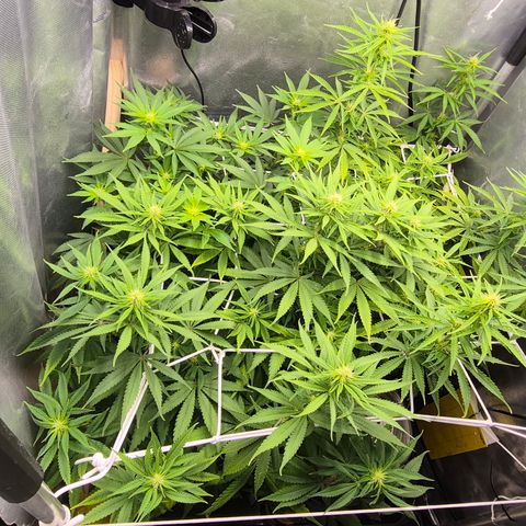 Power Flower growlog timeline photo