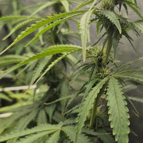 Power Flower growlog timeline photo