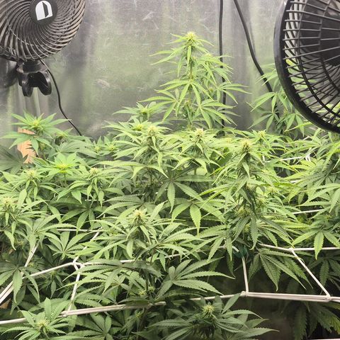 Power Flower growlog timeline photo