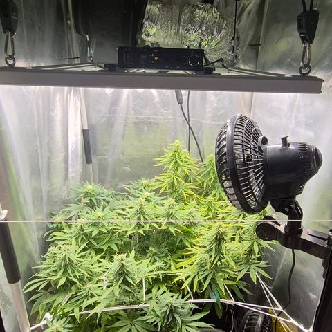 Power Flower growlog timeline photo