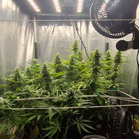 Power Flower growlog timeline photo