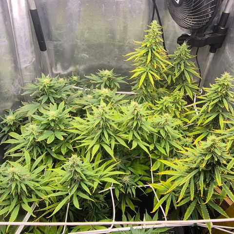 Power Flower growlog timeline photo