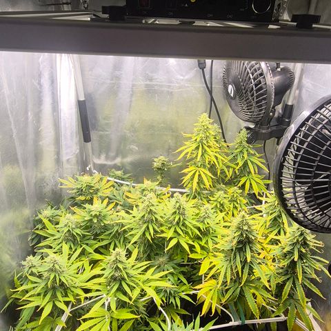 Power Flower growlog timeline photo