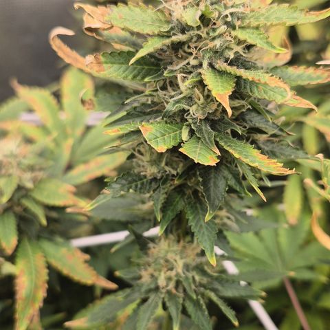 Power Flower growlog timeline photo