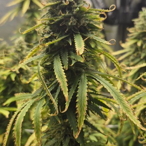 Power Flower growlog timeline photo