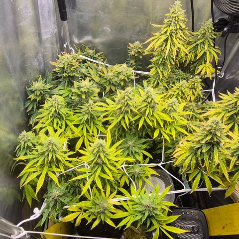Power Flower growlog timeline photo