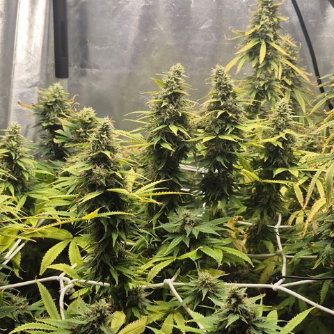 Power Flower growlog timeline photo