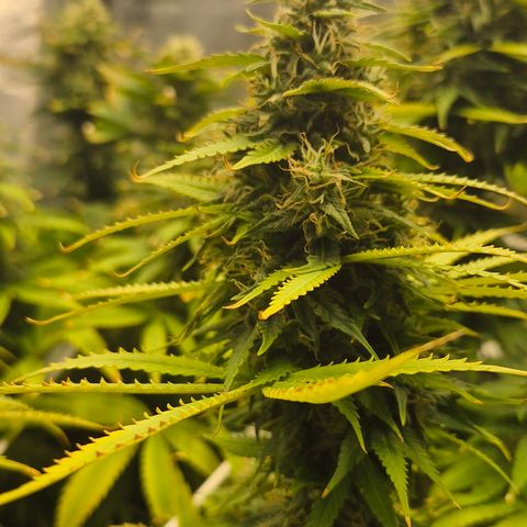 Power Flower growlog timeline photo