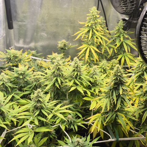 Power Flower growlog timeline photo