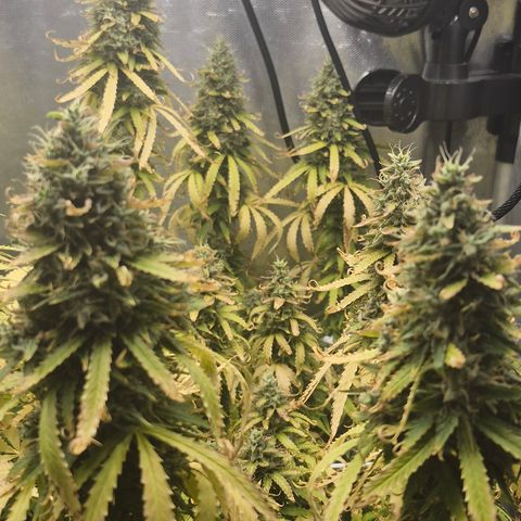 Power Flower growlog timeline photo