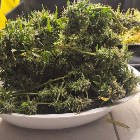 Power Flower growlog timeline photo