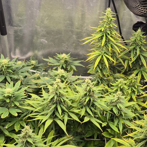 Power Flower growlog timeline photo