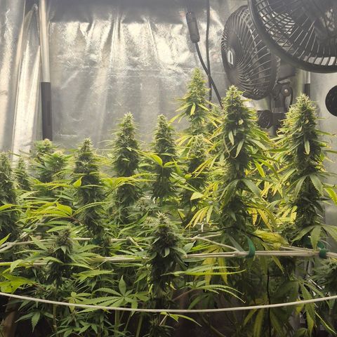 Power Flower growlog timeline photo