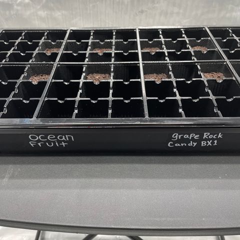 Ocean Fruit F1 growlog photo: Planted Seeds