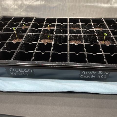 Ocean Fruit F1 growlog photo: Seeds Sprouting