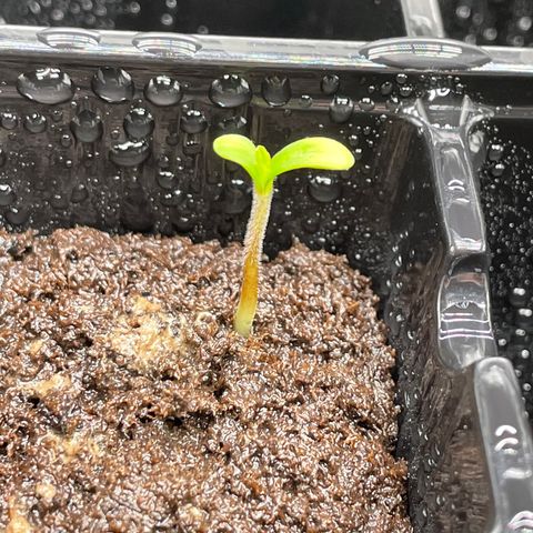Ocean Fruit F1 growlog photo: Seeds Sprouting