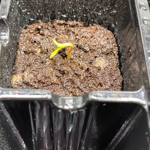 Ocean Fruit F1 growlog photo: Seeds Sprouting