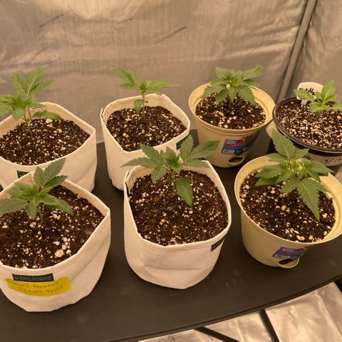 Ocean Fruit F1 growlog timeline photo