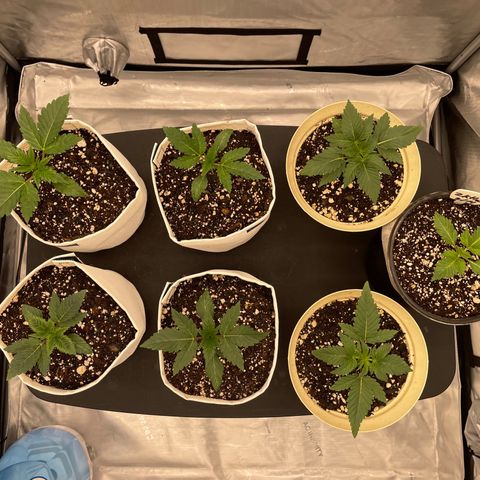 Ocean Fruit F1 growlog timeline photo