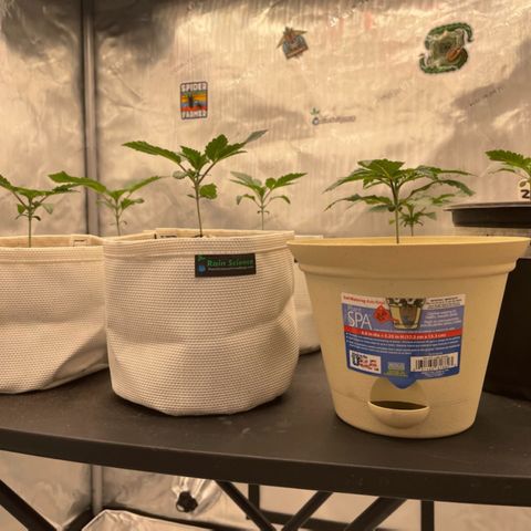 Ocean Fruit F1 growlog timeline photo