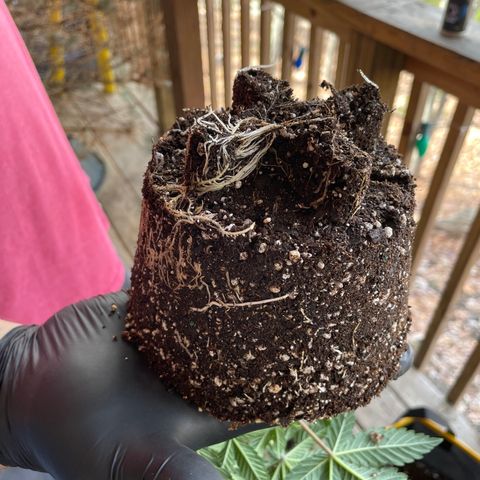 Ocean Fruit F1 growlog photo: Transplanted 