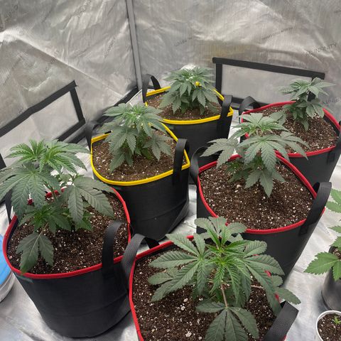 Ocean Fruit F1 growlog photo: Transplanted 
