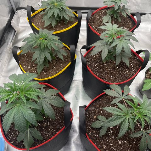 Ocean Fruit F1 growlog photo: Transplanted 